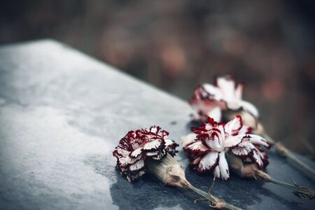 Faded scarlet carnation flowers are on the stone cold granite the tombstone, located in the dark creepy cemetery.の写真素材