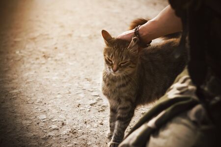 A woman with a bracelet on her arm scratching behind the ear striped fluffy homeless little cat who...