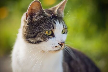 Spotted mottled cat with bright red-green eyes is illuminated by the sun on a bright summer day and sits on a background of flowers and grass.の写真素材