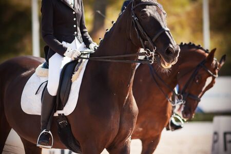 Beautiful horses, dressed in ammunition, with riders in saddles, participate in dressage competitions on a Sunny summer day. One of the horses neighed.の写真素材