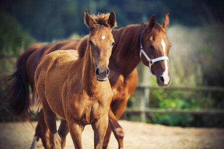 A little cute foal with his mother, grazing in a paddock in the meadow.の写真素材