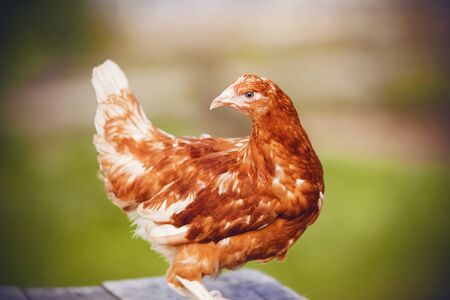 Bright chicken with red plumage stands and proudly looks, walking in the summer on the farm.の写真素材