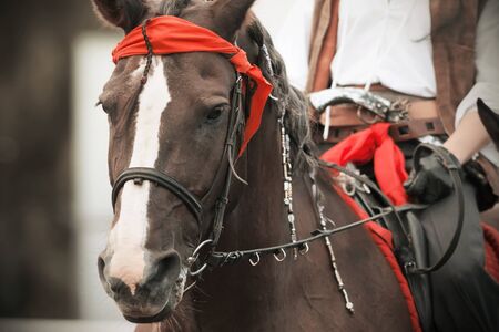 A Bay horse with a rider in the saddle dressed in the style of pirates of the Caribbean at a masquerade. The horse has a red bandana and a mane braided with beads, and the rider has a revolver in hisの写真素材