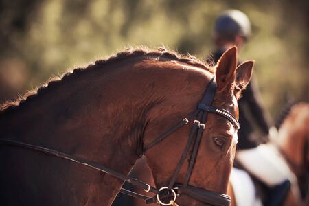 A puzzled red horse with a braided mane, wearing a headband to perform at dressage competitions on a...