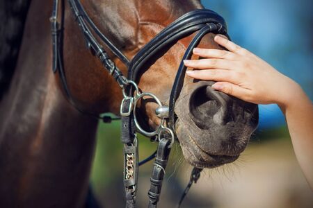 A woman's hand gently stroking the muzzle of a Bay horse, dressed in a bridle and lit by warm...