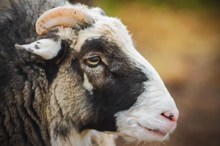 The muzzle of a fluffy sheep with bright yellow eyes and short horns.の写真素材