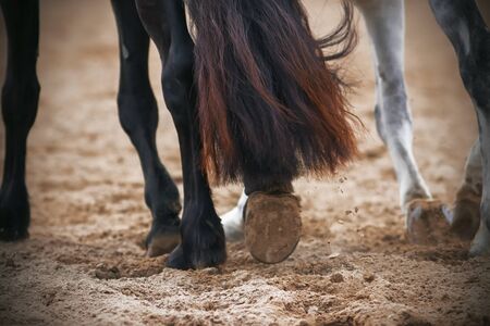 The hooves of a black horse with a beautiful fluffy tail, which runs in a sandy field along with a...