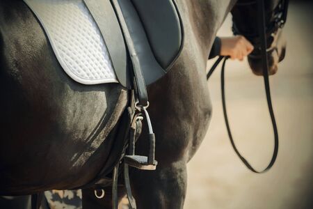 The black horse, which is held by the bridle, wears a metal stirrup, a white saddlecloth and a leather saddle, illuminated by bright sunlight.の写真素材