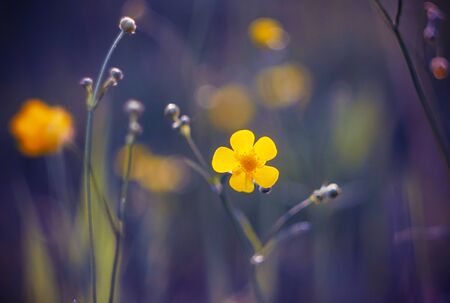 A bright yellow Buttercup flower bloomed in the morning meadow against a purple background.の写真素材