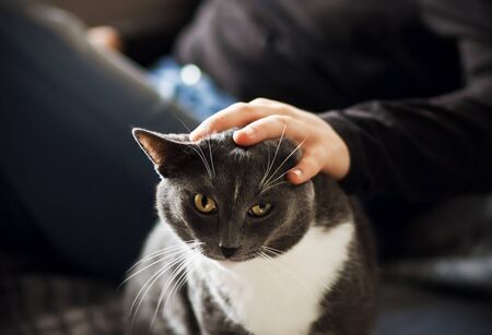 A man's hand stroking gently gray domestic Shorthair cat with a white spot on the forehead, which is illuminated by light.の写真素材