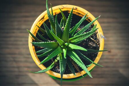 On a wooden table there is a yellow pot with a young decorative aloe with green leaves, which is illuminated by bright sunlight.の写真素材