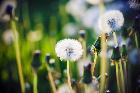 Fluffy white dandelion flowers grow among the grass in a clearing, illuminated by bright sunlight in the summer.の写真素材