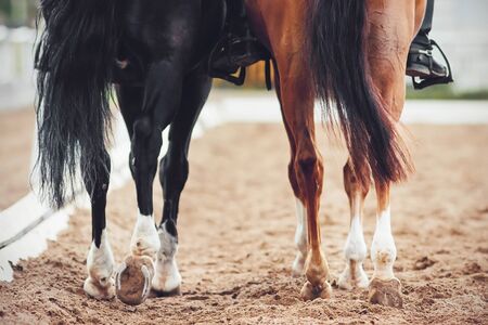 Two horses, a black one and a sorrel one with long tails and riders in their saddles, are slowly moving away across the sandy arena.の写真素材
