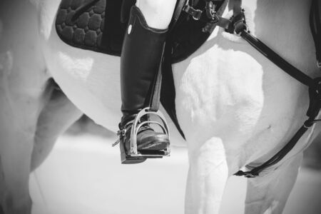 A black-and-white image of a rider's leg sitting in the saddle on a white horse. The foot rests on the stirrup, illuminated by the sun.の写真素材