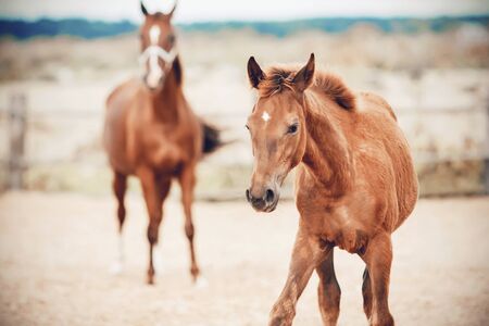A clumsy, curious sorrel colt walks with his mother on the farm in the field, and his mother looks after him from afar.の写真素材