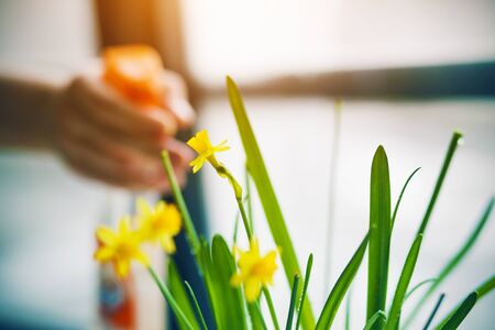 Near the window is a blooming yellow Narcissus flower, which is going to be moistened from an orange...