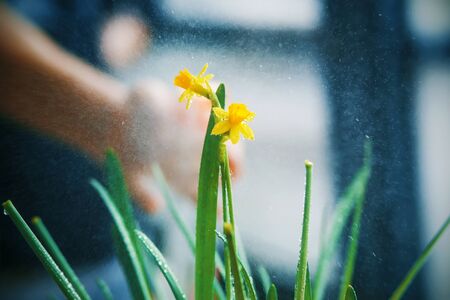 On a bright yellow flowering Narcissus flower with green young leaves, water is sprayed, which is scattered in small drops in the air.の写真素材
