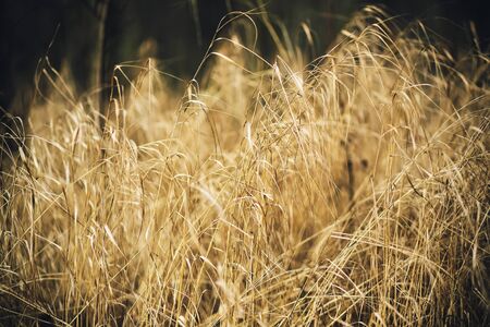 Golden dry grass on thin stems grows luxuriantly in the twilight.の写真素材