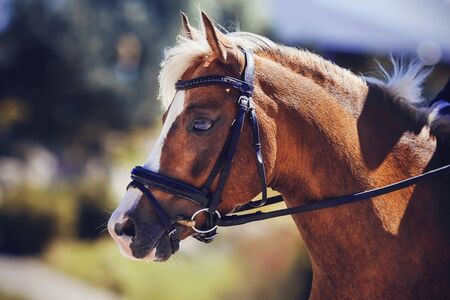  Portrait of a beautiful racing venerable pony in a bridle on a Sunny summer warm day.の写真素材