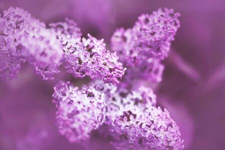 Delicate fragrant beautiful pink lilac flowers bloom on the branches in spring.の写真素材