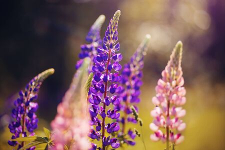 Beautiful fragrant lupines of pink and purple color bloom in the field in the summer, illuminated by the rays of the warm sun.の写真素材