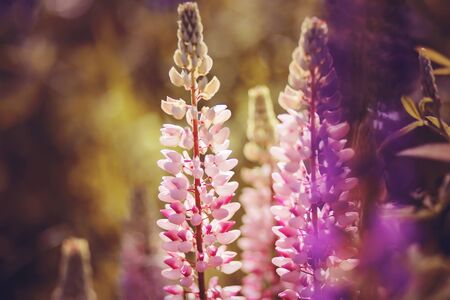 Beautiful fragrant pink lupines bloom on a Sunny warm summer day. Nature.の写真素材