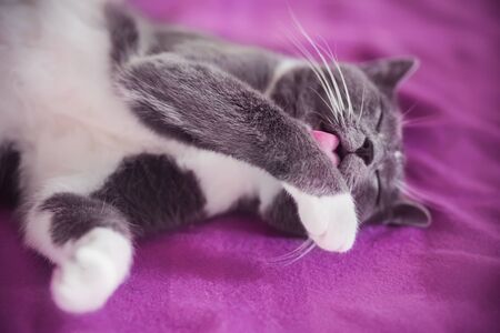 A cute domestic gray cat lazily lies on a pink wool blanket and licks its paw with a rough tongue.の写真素材
