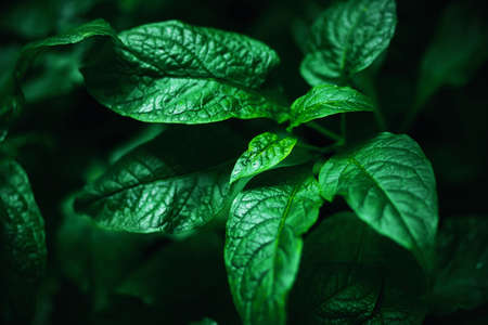 The beautiful smooth green leaves of the plant grow in a dark, humid forest in the summer.の写真素材