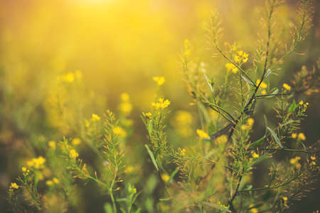 On thin stems grow small bright yellow flowers of rapeseed, illuminated by sunlight on a summer day.の写真素材