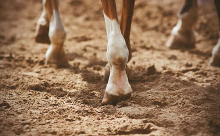The hooves of unshod horses that walk on a warm Sunny day on loose sand.の写真素材
