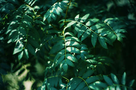 The green pointed leaves of a Rowan tree in the dark forest are illuminated by bright rays of sunlight in summer.の写真素材