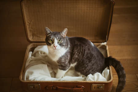 A cute sad stray cat sits in an old brown suitcase and looks with the hope that it will be taken to a new home.の写真素材