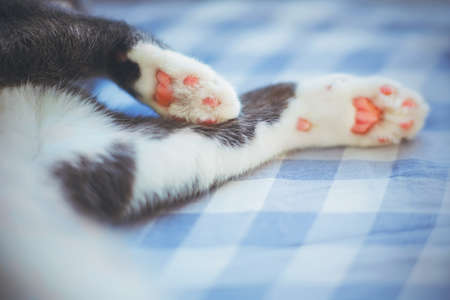 White small paws of a cute gray-white house cat that is fast asleep on a blue checkered sheet on the bed. Sleep time.の写真素材