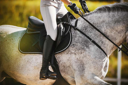 On a mottled gray horse that is galloping, a rider is sitting in the saddle, holding the bridle rein, illuminated by the warm sunlight.の写真素材