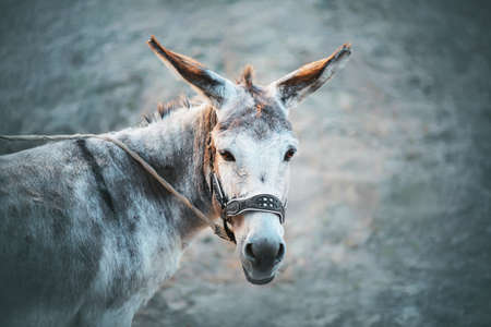A cute gray house sad donkey with long ears and brown eyes stands on a leash on a gray background. Livestock.の写真素材
