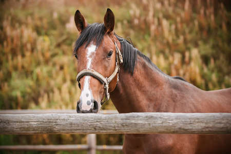 A beautiful Bay horse with a white spot on its forehead and a halter on its muzzle stands in a paddock behind a wooden fence on an autumn day. Farming.の写真素材