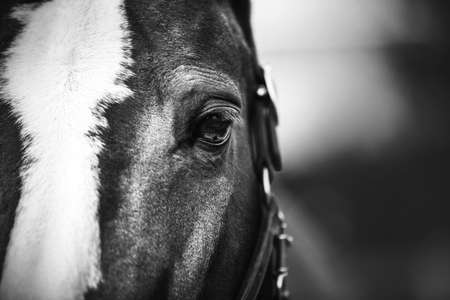 A close up black-and-white portrait of a Bay horse with a halter on its muzzle and a white spot on its forehead. The horse has beautiful eyes with long lashes.の写真素材