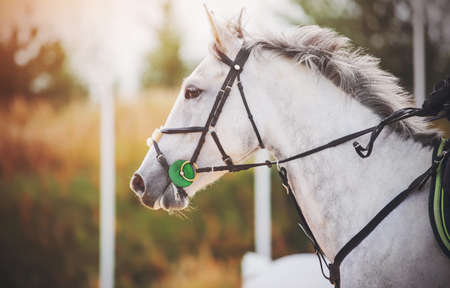 A beautiful gray horse with a bridle on its muzzle rides fast on a sunny day, and the wind blows its mane. Horseback riding.の写真素材