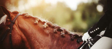 The neck of a beautiful sorrel racehorse with a braided blond mane, with a rider sitting in the saddle, illuminated in the sunlight.の写真素材