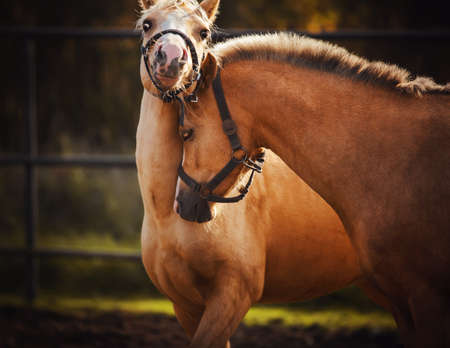 One horse tenderly embraces another horse who is very surprised and happy on a bright Sunny summer...