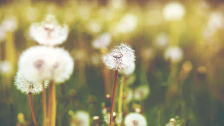 On a green meadow among the field grass, white fluffy dandelions are blooming, and their light down is blown away by the wind. Summertime.の写真素材