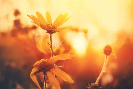 Beautiful yellow flowers fade in the warm autumn days, illuminated by the rays of the setting sun. Warm autumn.の写真素材