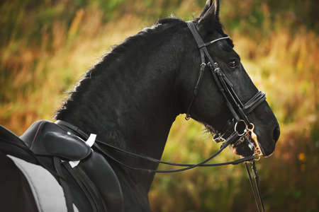 Portrait of a beautiful Friesian horse with a bridle on its muzzle and a saddle on its back, illuminated by sunlight on a summer day. Horseback riding. Equestrian sport.の写真素材