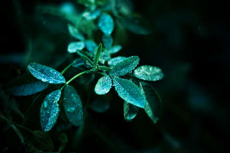 Macro image of small leaves of green young grass that are covered with drops of pure fresh dew on a...
