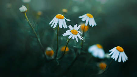Delicate flowers of daisies with white petals bloom on thin stems in the twilight of a dark forest....