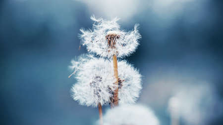 Beautiful flowers of fluffy wild dandelion grow in the field, and the wind blows away its seeds. Summer.の写真素材