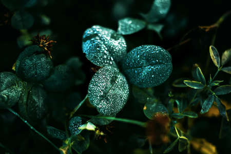 On the leaves of wild clover and field grasses lie small shining drops of pure dew in the early morning. Rain.の写真素材