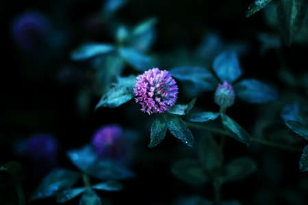 In the darkness of the night and the grass of the field, a pink petals clover blooms, and on its leaves are clear drops of fresh dew. Summer night.の写真素材