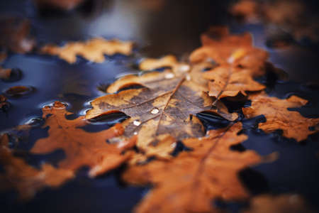 In the dark autumn time, dry leaves that have fallen from trees lie on the water surface of the...