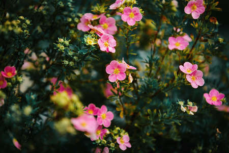 On a bush with small dark leaves, beautiful pink delicate flowers of cinquefoil bloom and buds grow in the summer.の写真素材